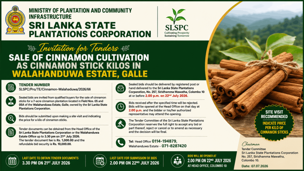 Sale of Cinnamon Cultivation as Cinnamon Stick Kilos in Walahanduwa Estate, Galle